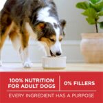 Purina ONE Chicken & Rice Formula Adult Dry Dog Food, 4 lb Bags, Pack of 4 - Image 8